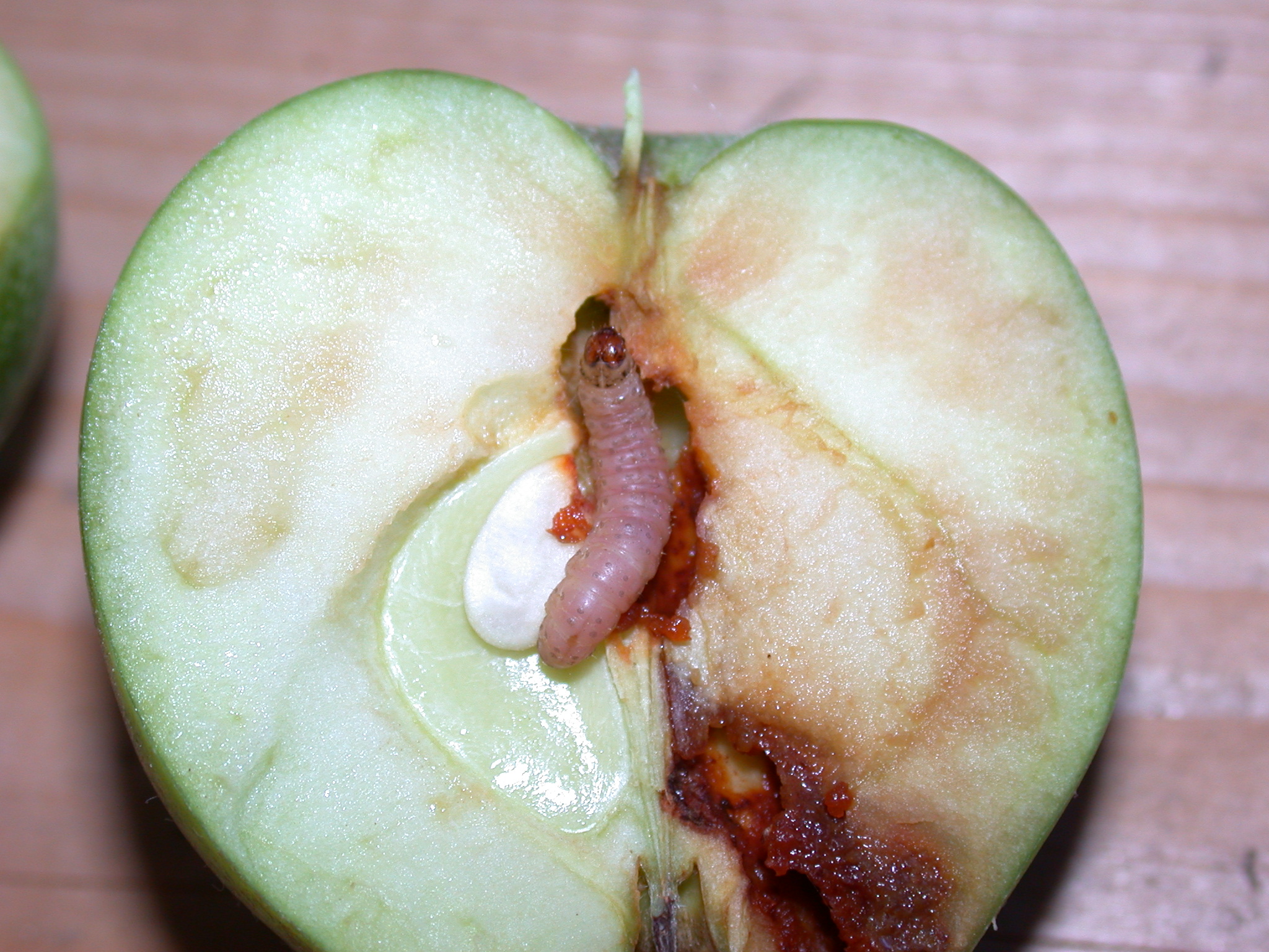 6-02 AW L5 Kernfraß.JPG